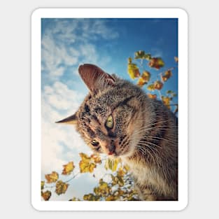 Cat outside portrait Sticker